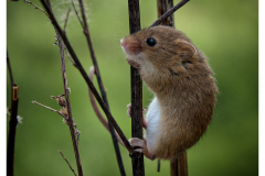 Fieldmouse