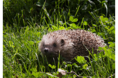 Hedgehog