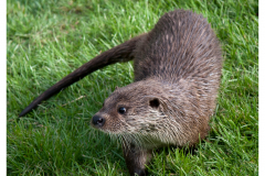 Otter