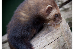 Polecat