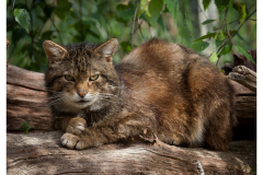 Scottish Wild Cat