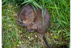 Vole on river bank