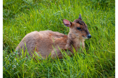 Fawn resting