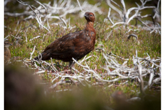 Grouse  on Heathland