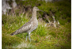 Curlew ,Swaledale moor