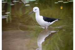 European Stilt