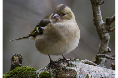 Female Chaffinch