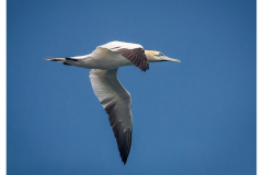 Gannet in flight
