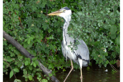 Heron on canal bank