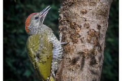 Green Woodpecker
