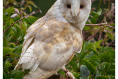 Barn Owl