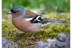 Male  Chaffinch
