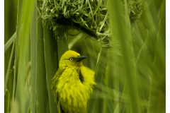 South African Weaver Bird