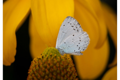 Butterfly on Rudbeckia