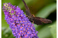 Butterfly on Lavender