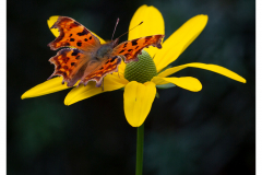 Butterfly on Rudbeckia