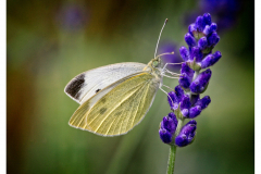 Butterfly (Small White)