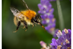 Bee in flight