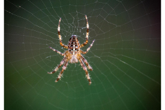 Garden Spider on Web