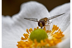 Hoverfly on Anenome