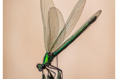 Female Banded Demoiselle