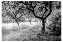 Hidcote Manor -Orchard - Gloucestershire