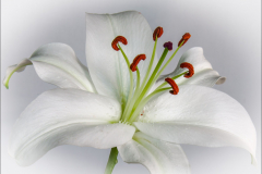 Easter Lily