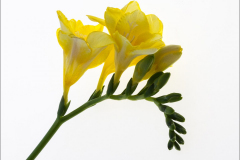 Freesia