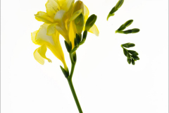 Freesia