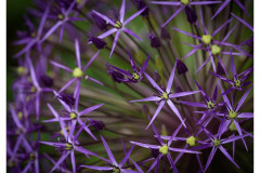 Alium