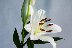 Easter Lily