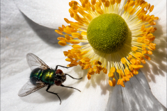 Fly-on-Anenome