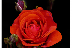 Garden-Rose-2