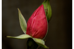 Garden Rose