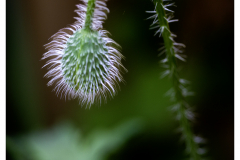 Poppy Head