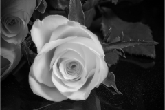 Rose-1