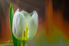 Tulip Study