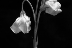 Mono-Flower-Study